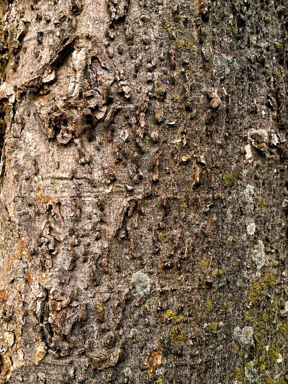 Tree texture