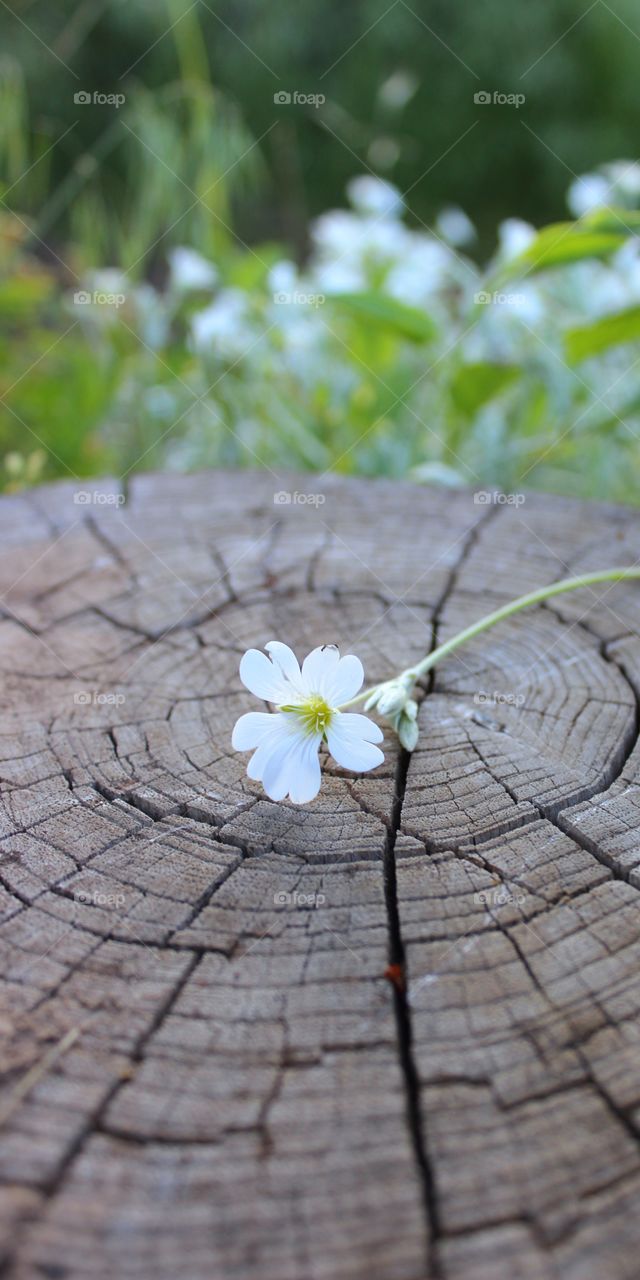 white flower on a stump