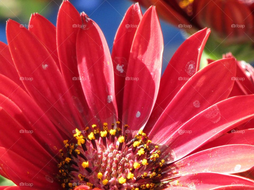 Red osteospermum plant and blue flower pot