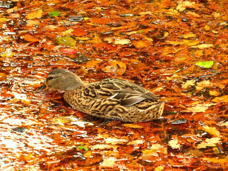 autumn duck