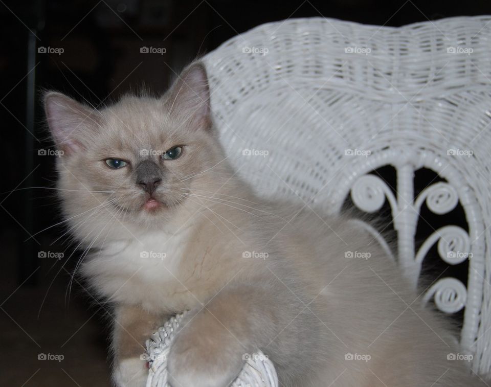 Rag doll kitten in chair