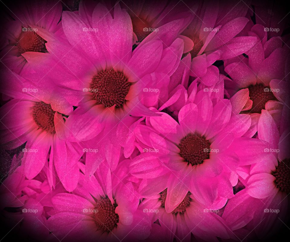 Pink daisies
