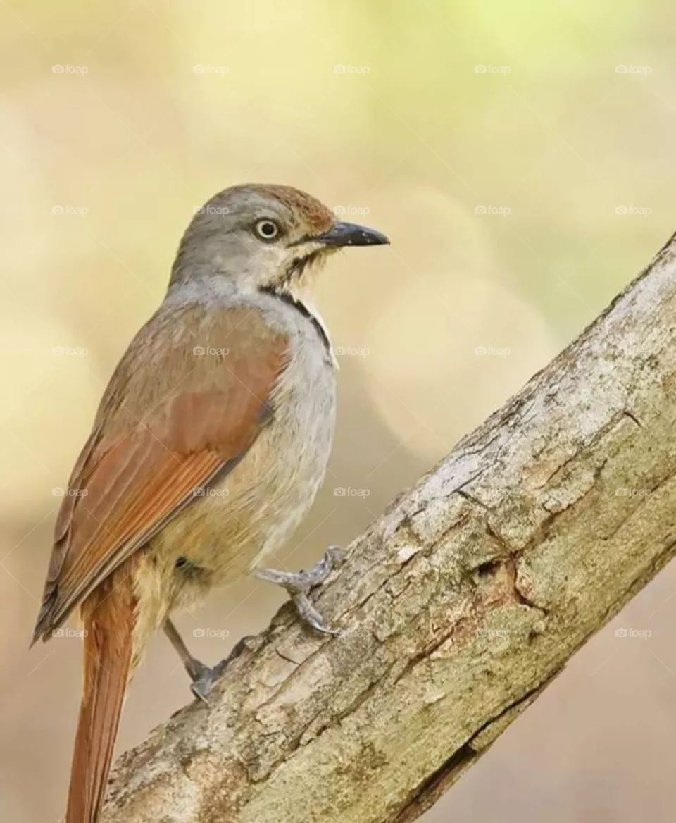 bird