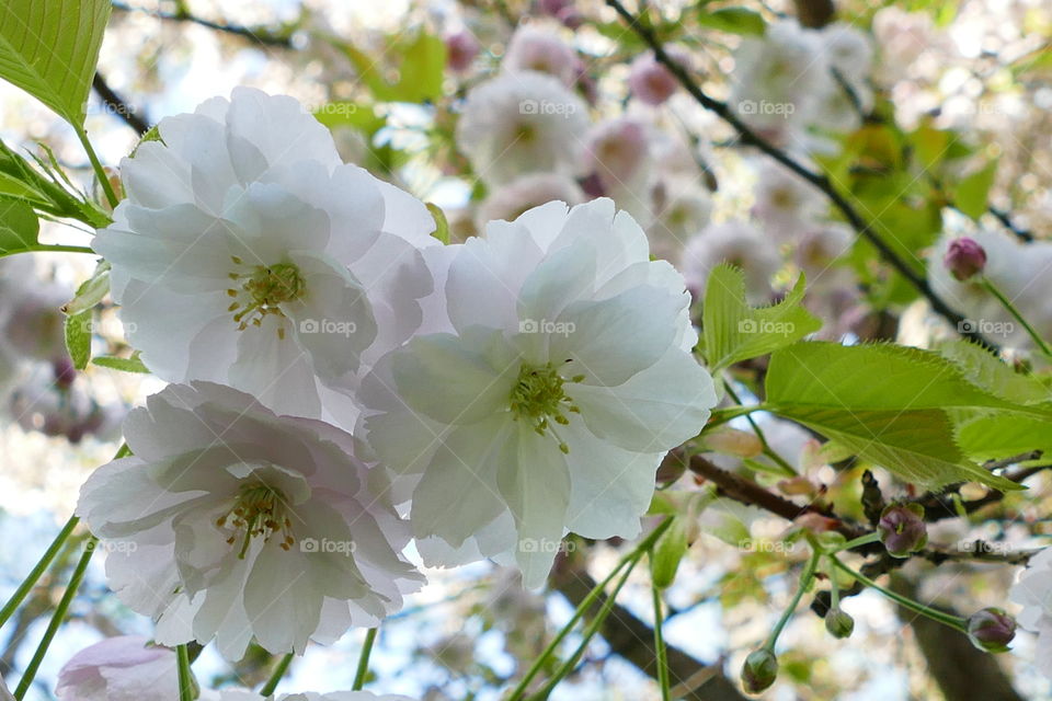 Cherry blossoms