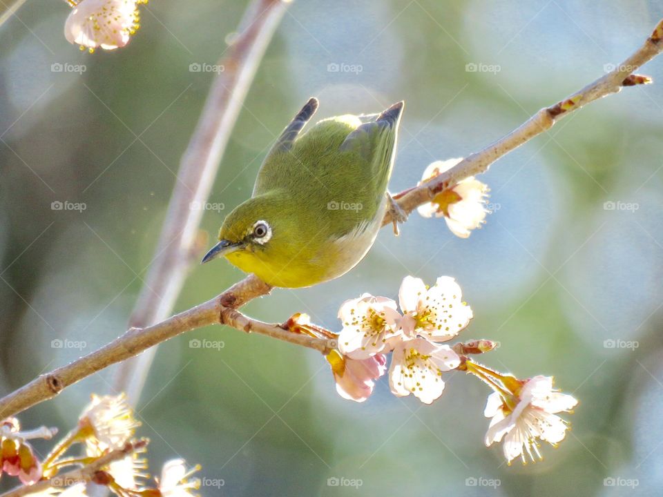 Spring angel
cherry  blossms & bird