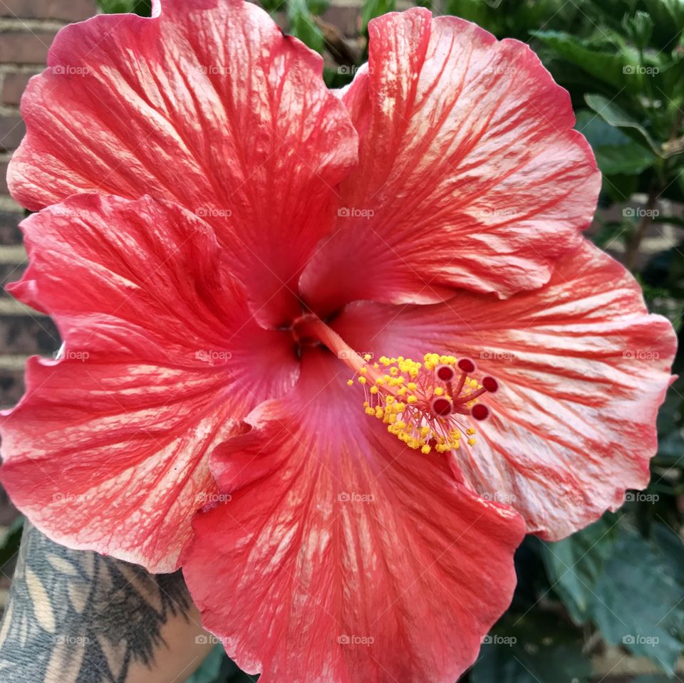 Hibiscus 1