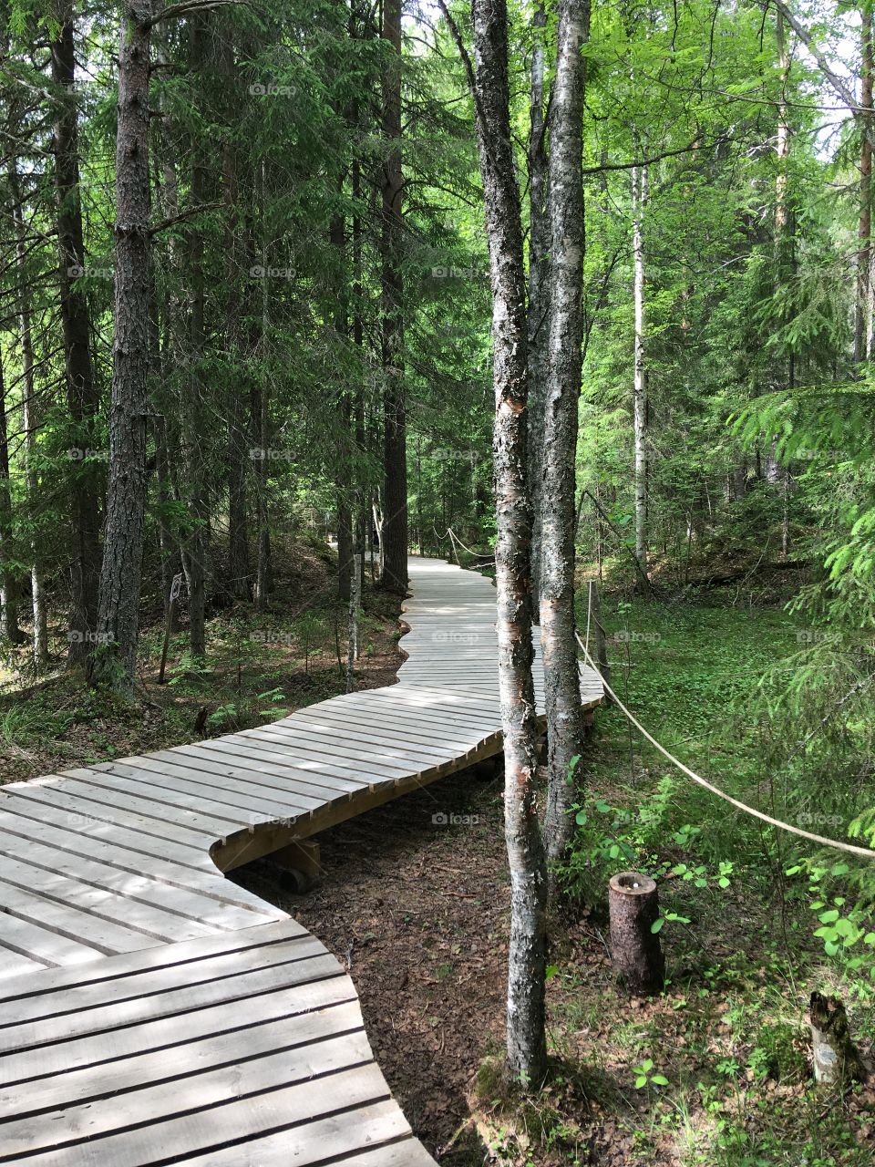 Road to the unknown, Karelian forest
