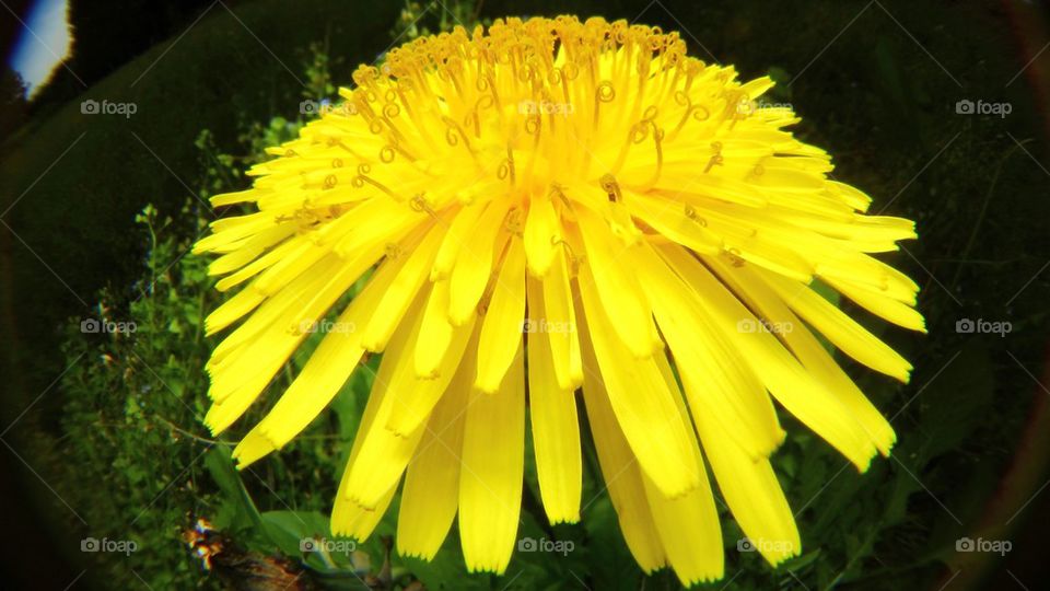 Dandelion