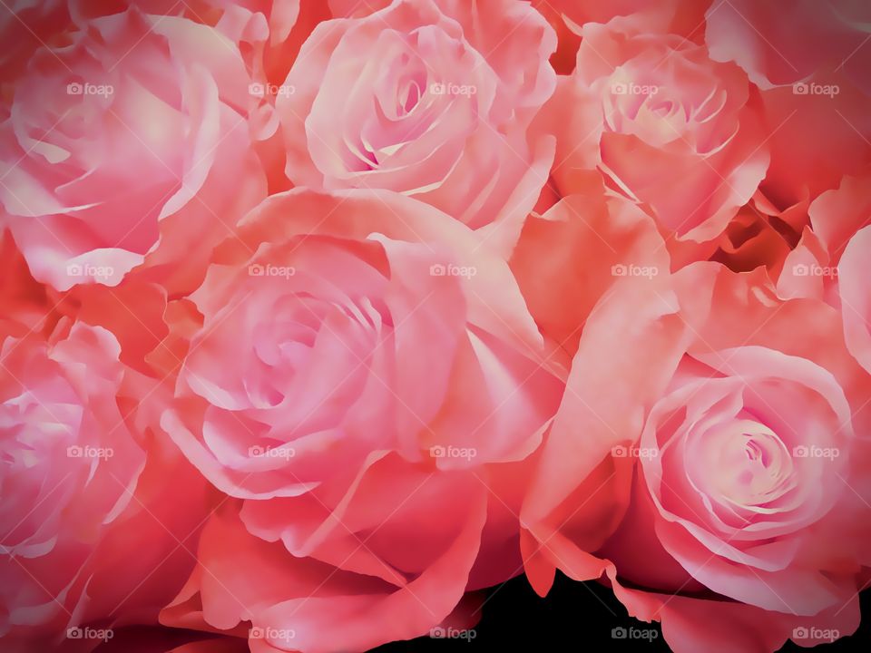 Beautiful pink roses.