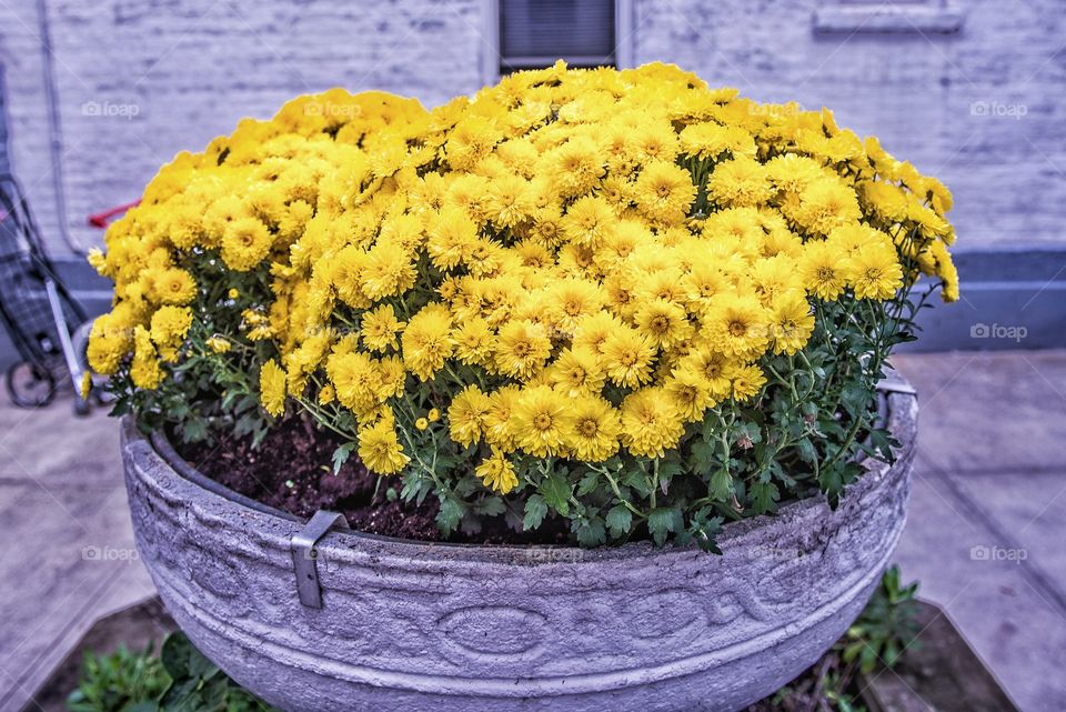 Yellow flower growing on potted plant