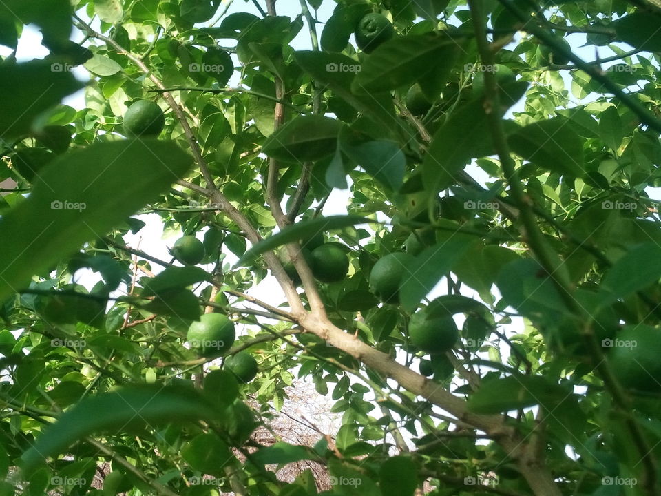 lemon plants