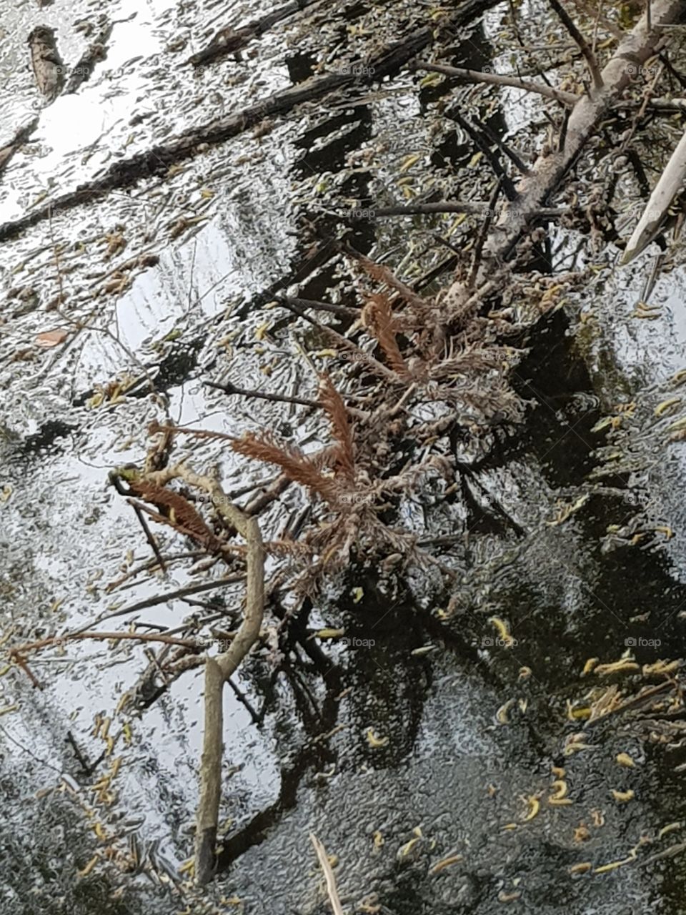 Branch in the ditch, Nature