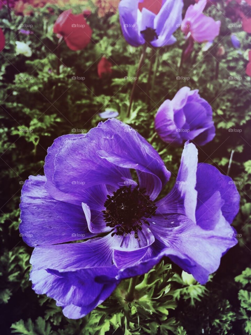 Anemone 