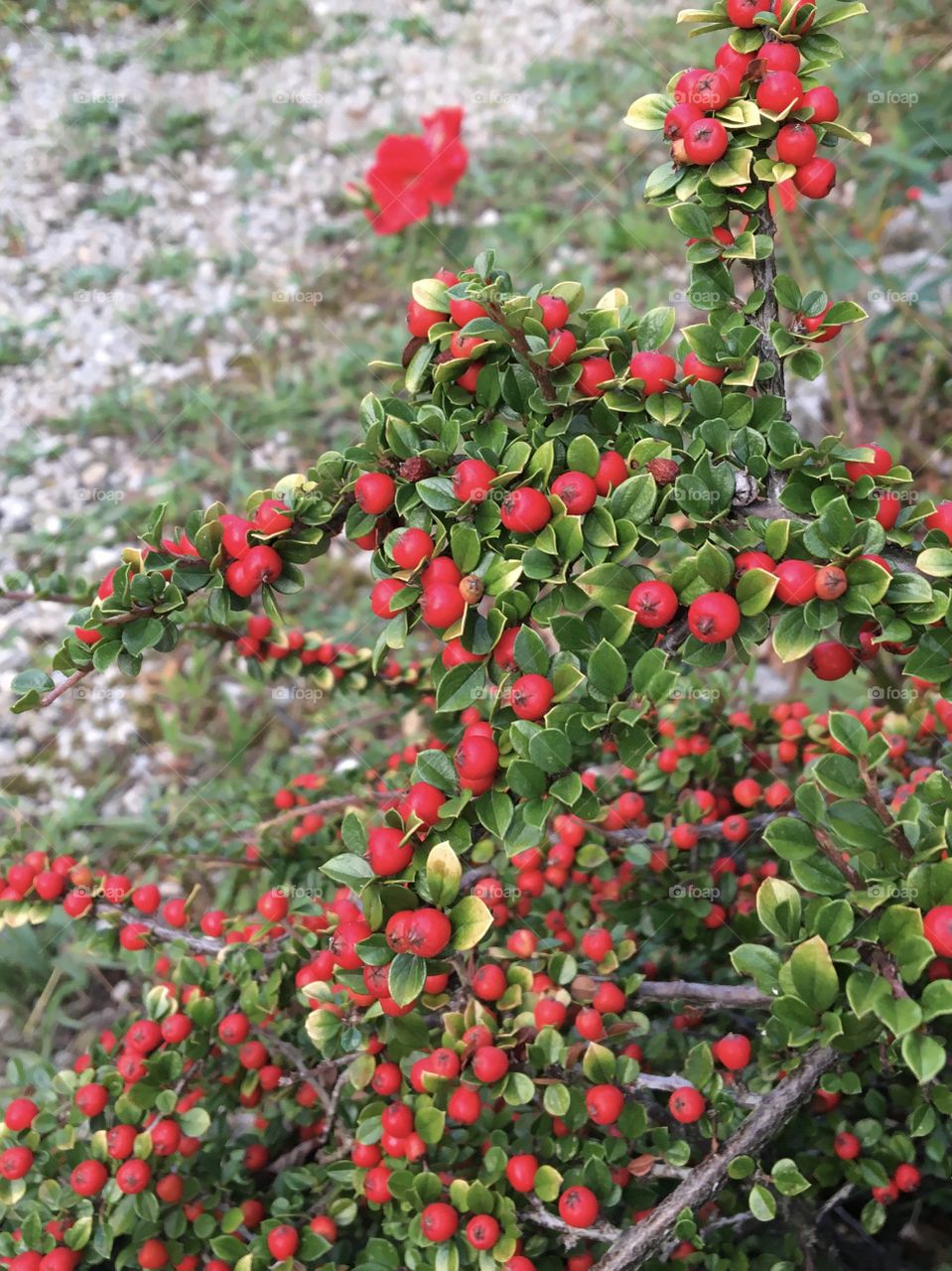 Red berries from Cotoneaster