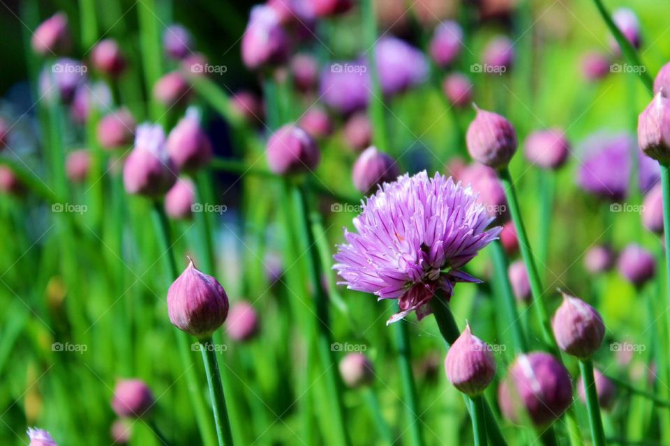 Flower and bud growing on field