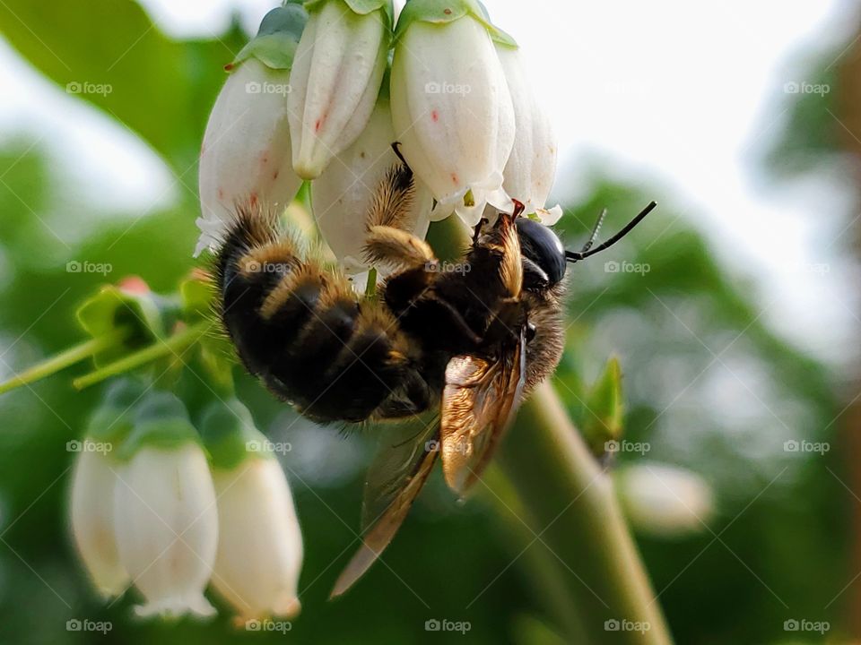 Black and gold Bubblebee pollinating white blueberry flower during morning sunrise