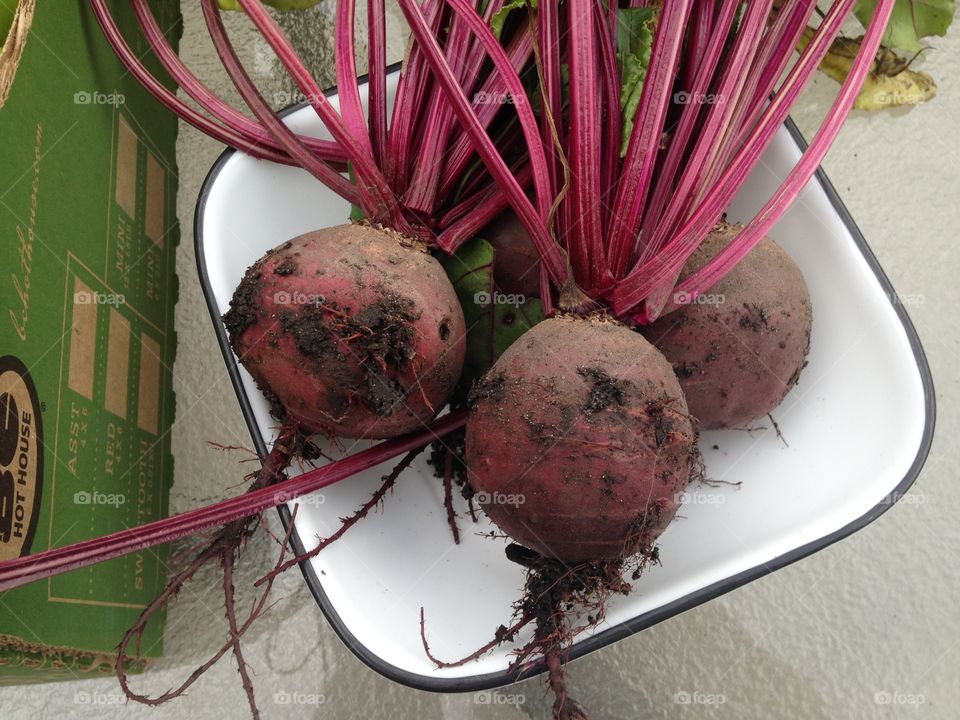 Garden harvest 