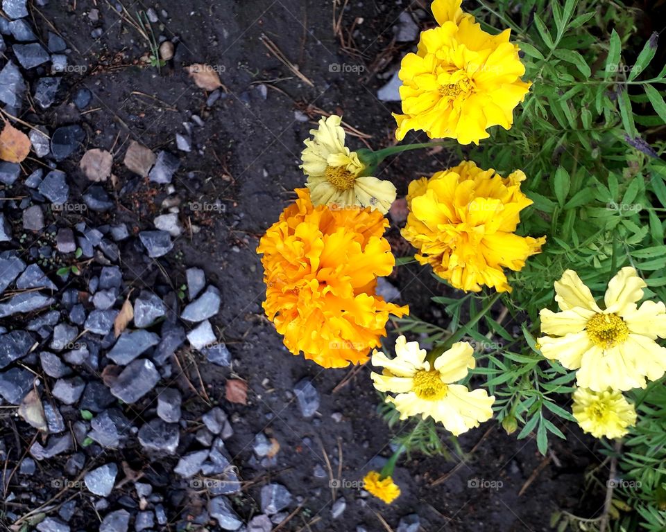 clump of yellow marigold over black gravel path