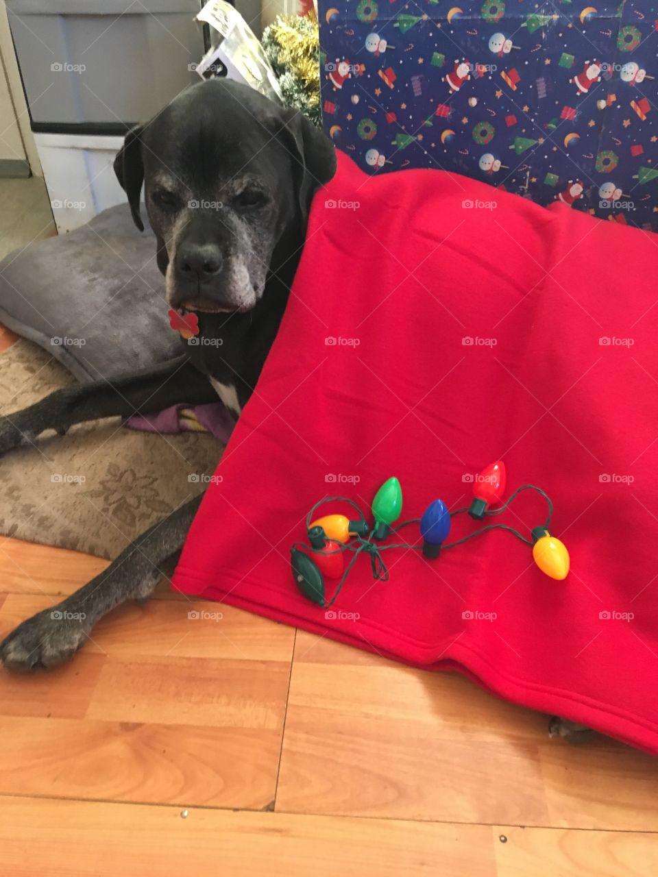 Kwanita has always put a smile on my face. She’s my clown dog she’s always doing something.