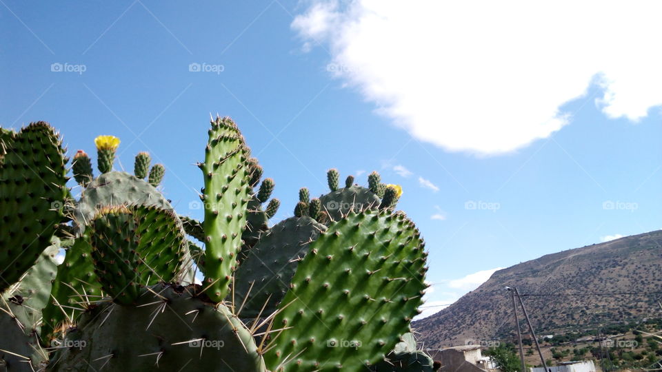 Flowers growing on succulents cactus