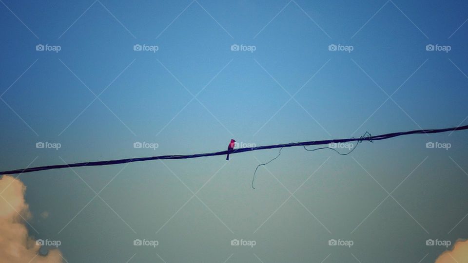 Red cardinal chirping on a power line against a blue sky 