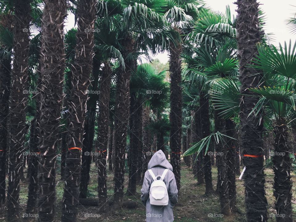 In the palm forest