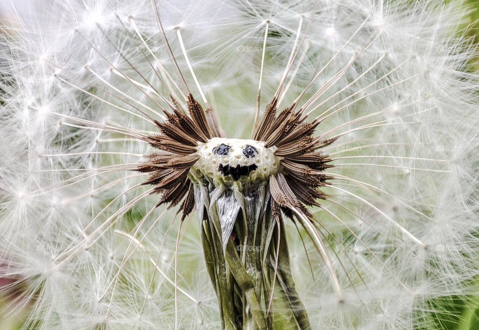 Funny Dandelion