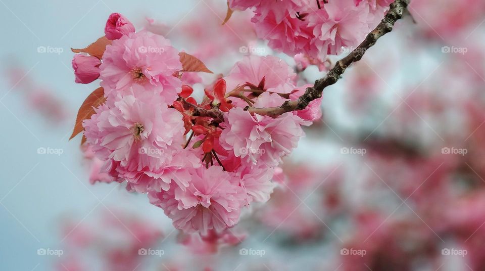 Cherry Blossoms - Heart Shape