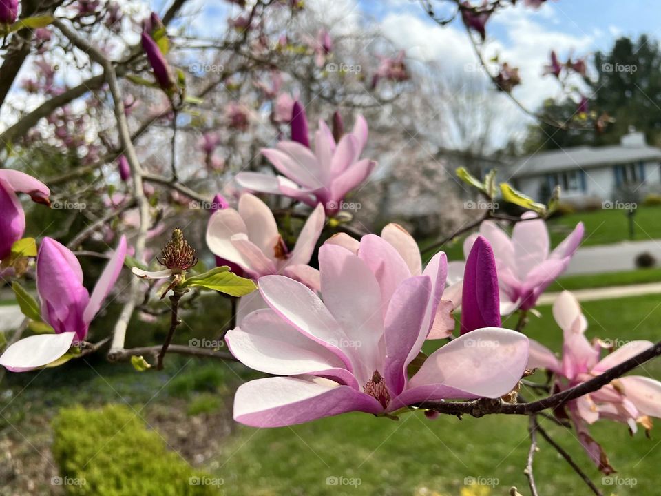 Pink Magnolia Blossoms