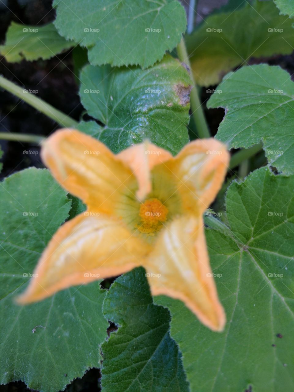 flower before squash