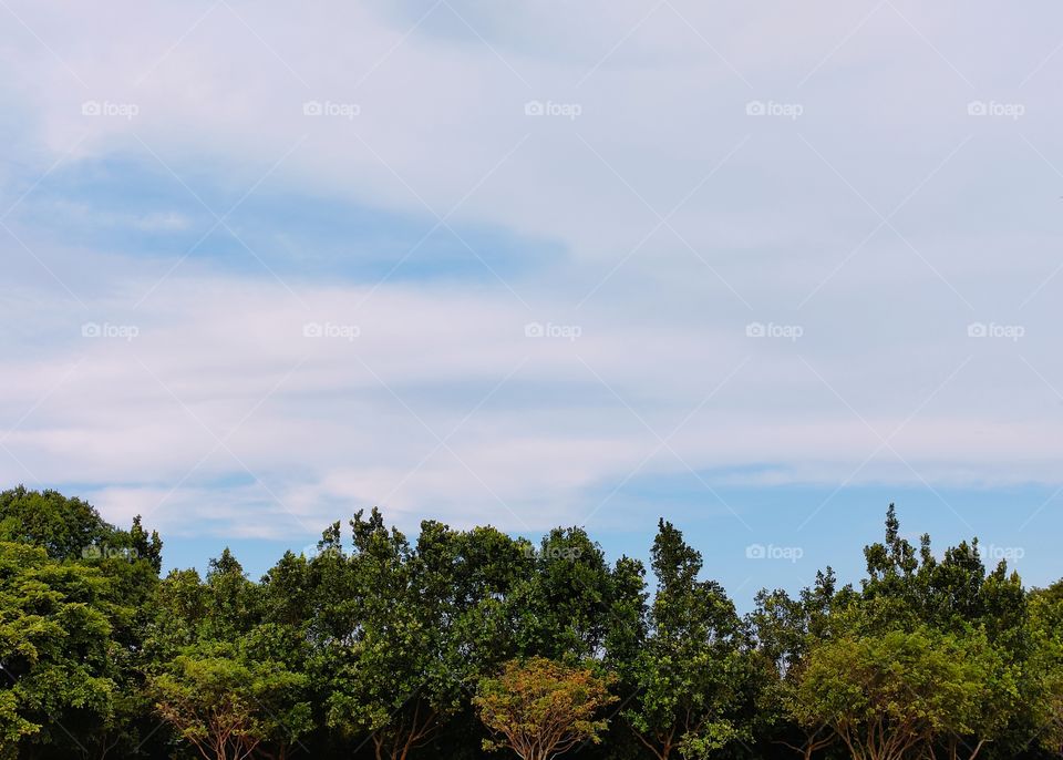 garden with blue sky