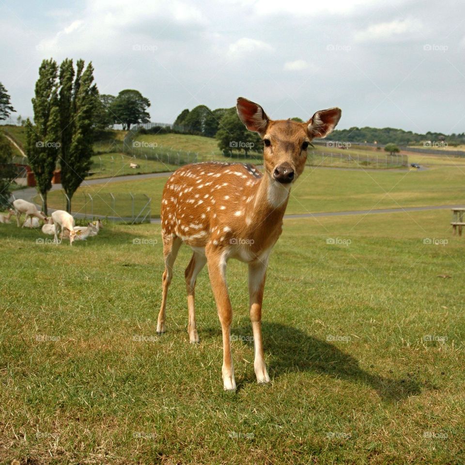 Beautiful skika deer