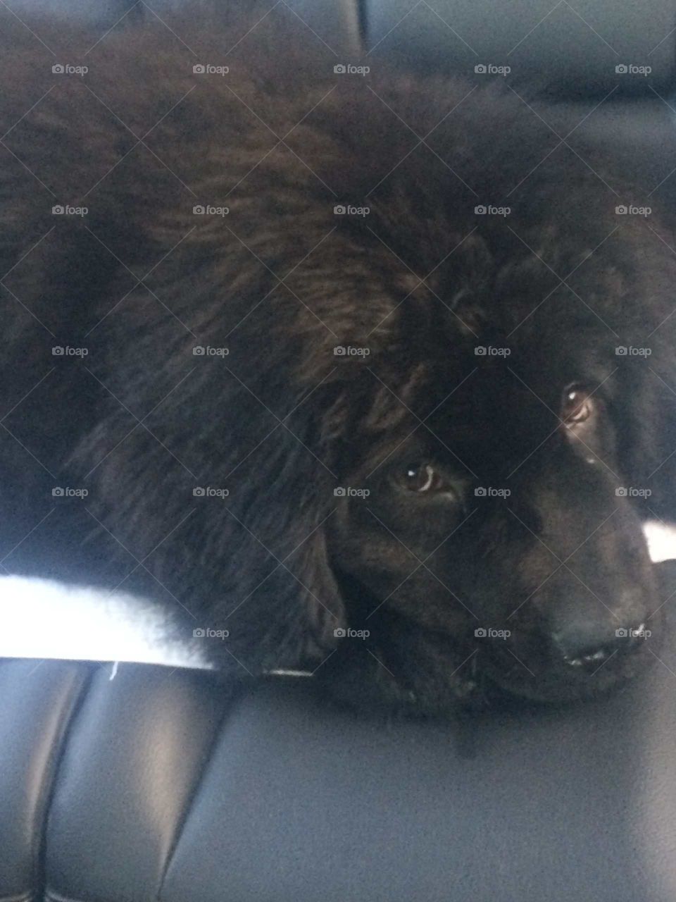 One, Mammal, Portrait, No Person, Dog