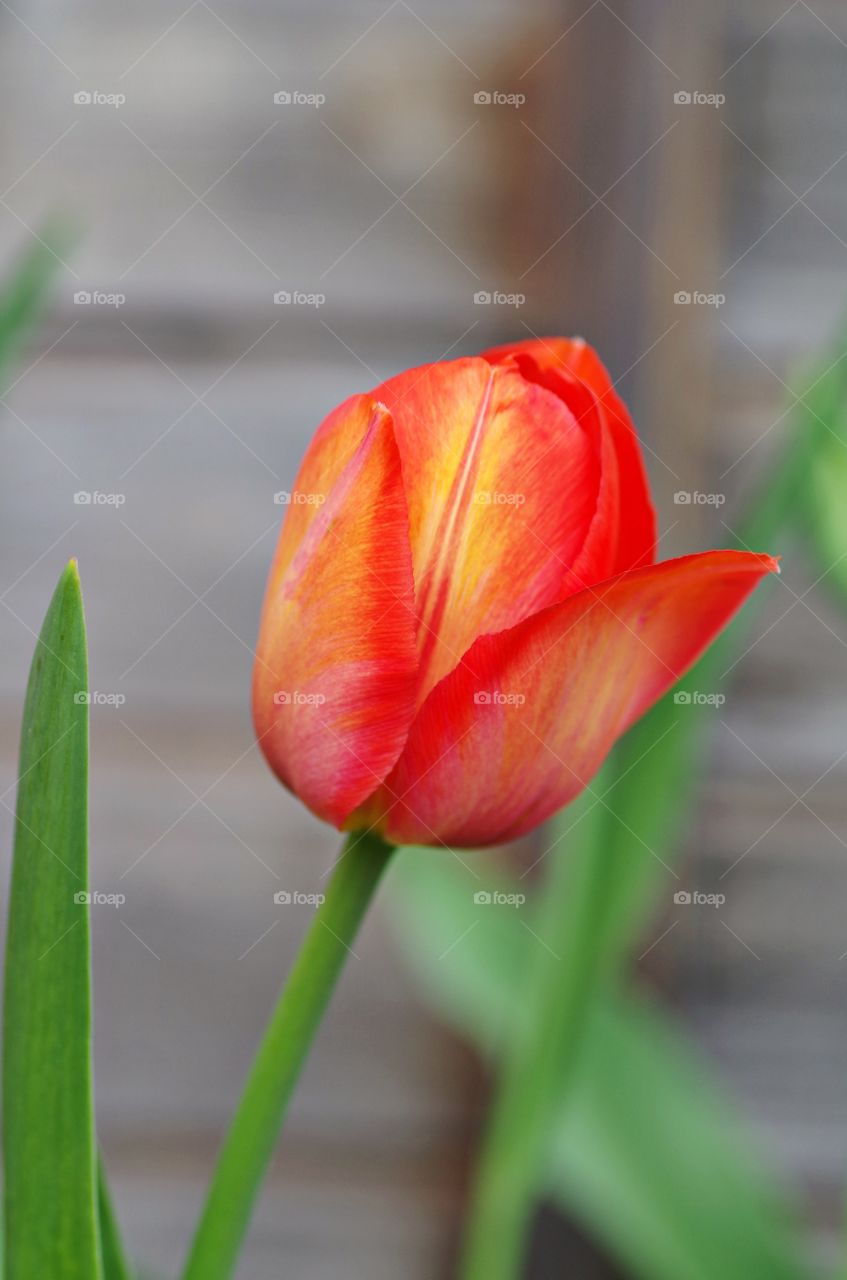 Tulip flower on spring time
