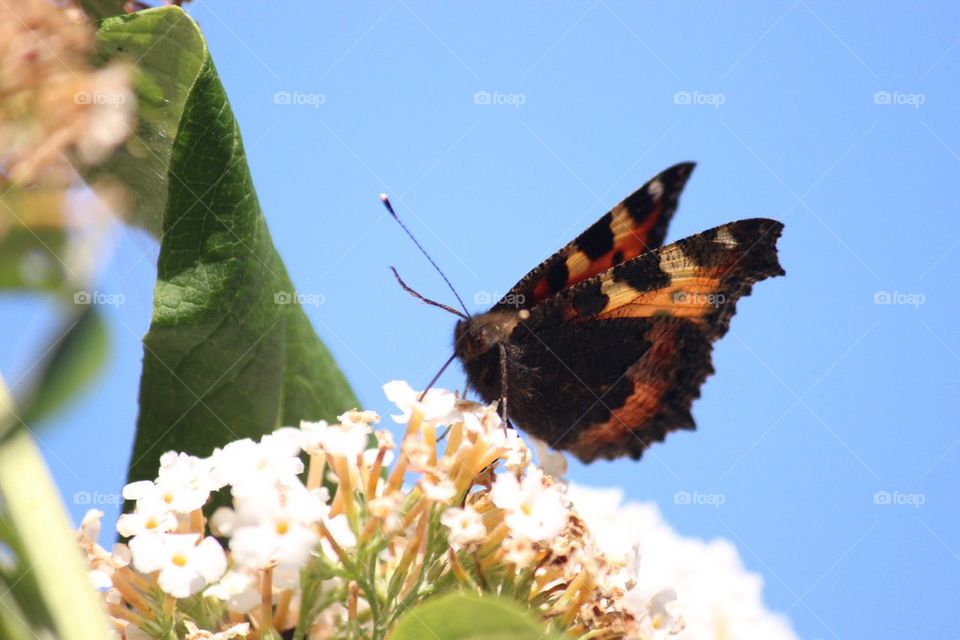 Butterfly on Buddleia 