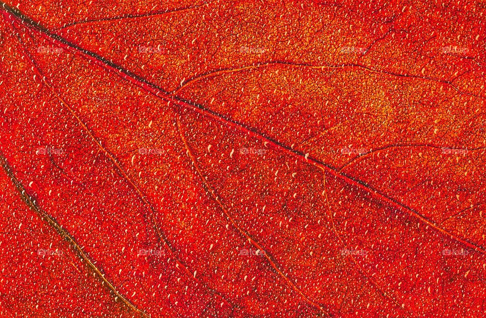 autumn colored leaf