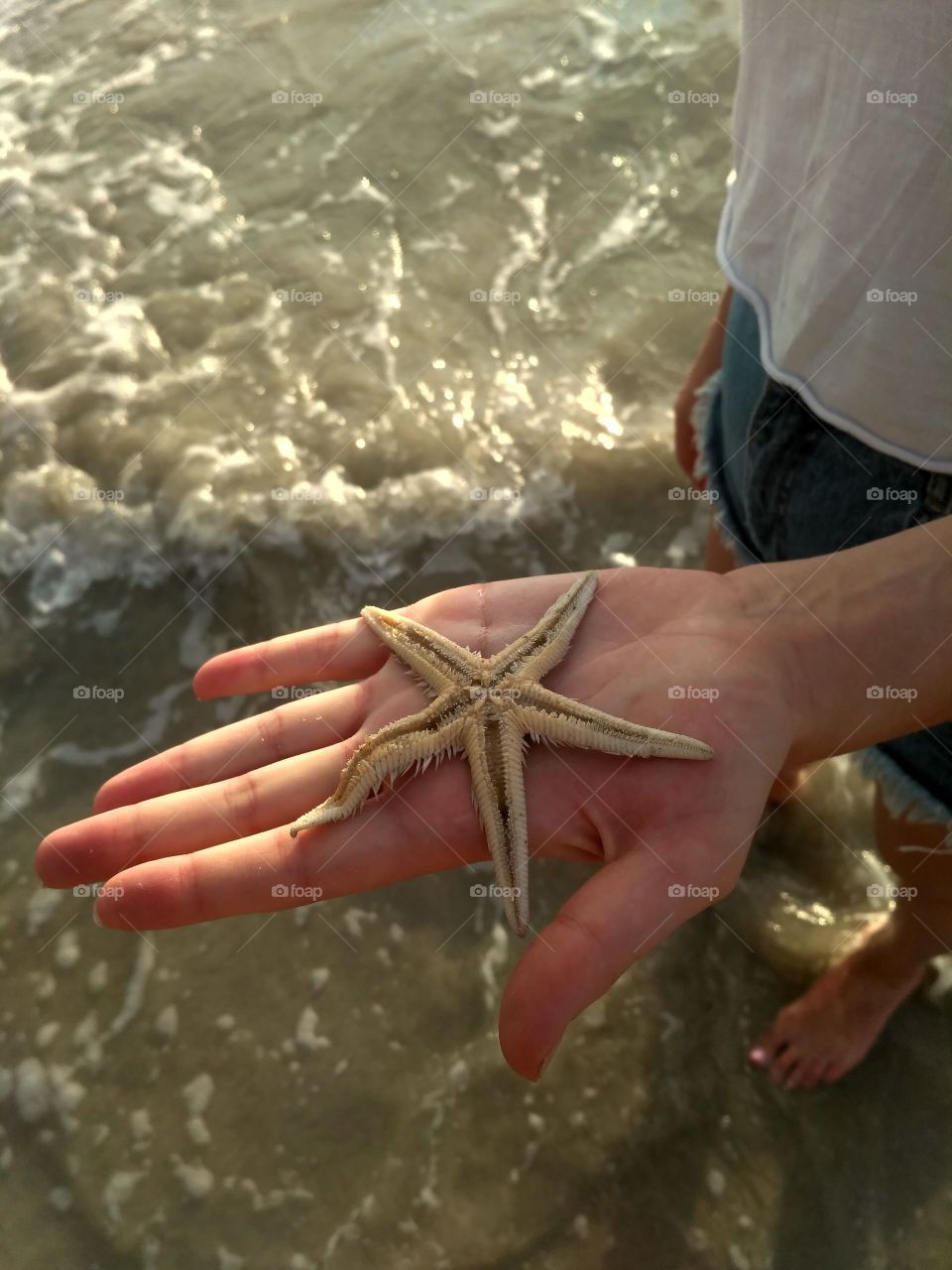 Starfish in the hand