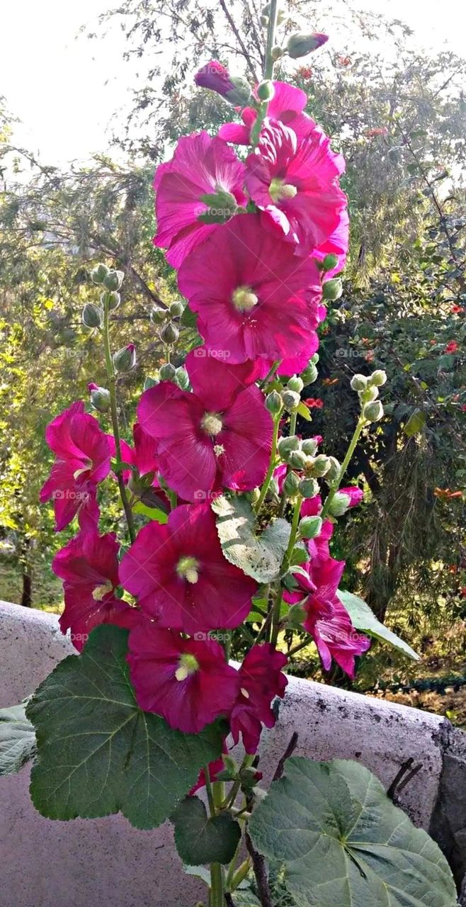 most beautiful and attractive flowers in the garden.