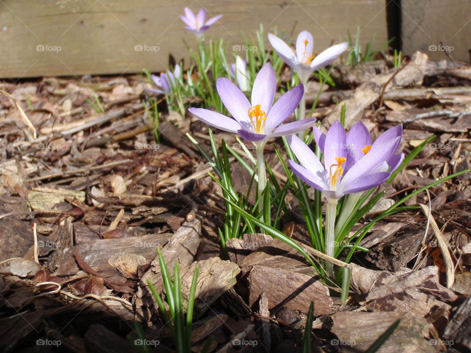 Crocus. Purple crocus