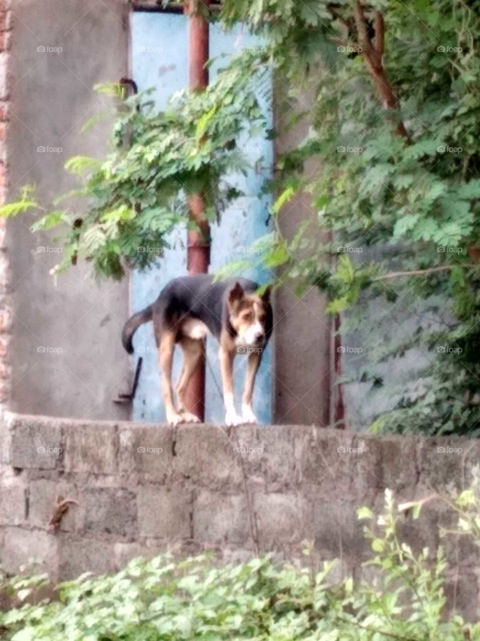 dog on the wall
