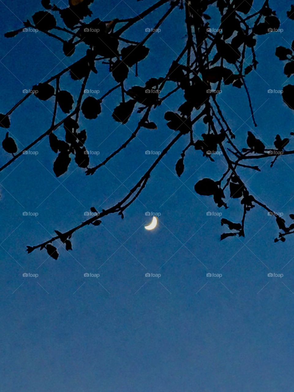 Crescent moon