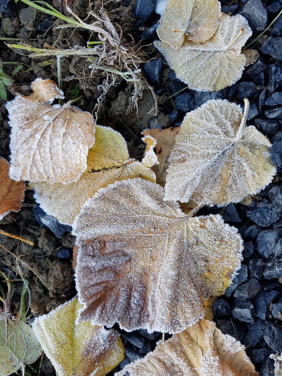 First frost