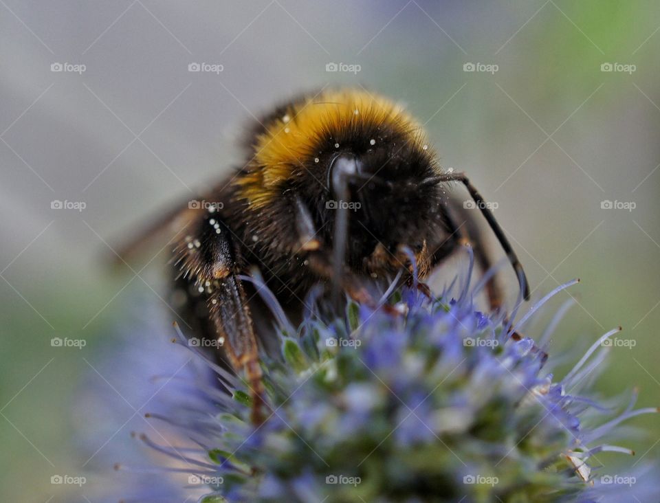 Close-up of bumblebee