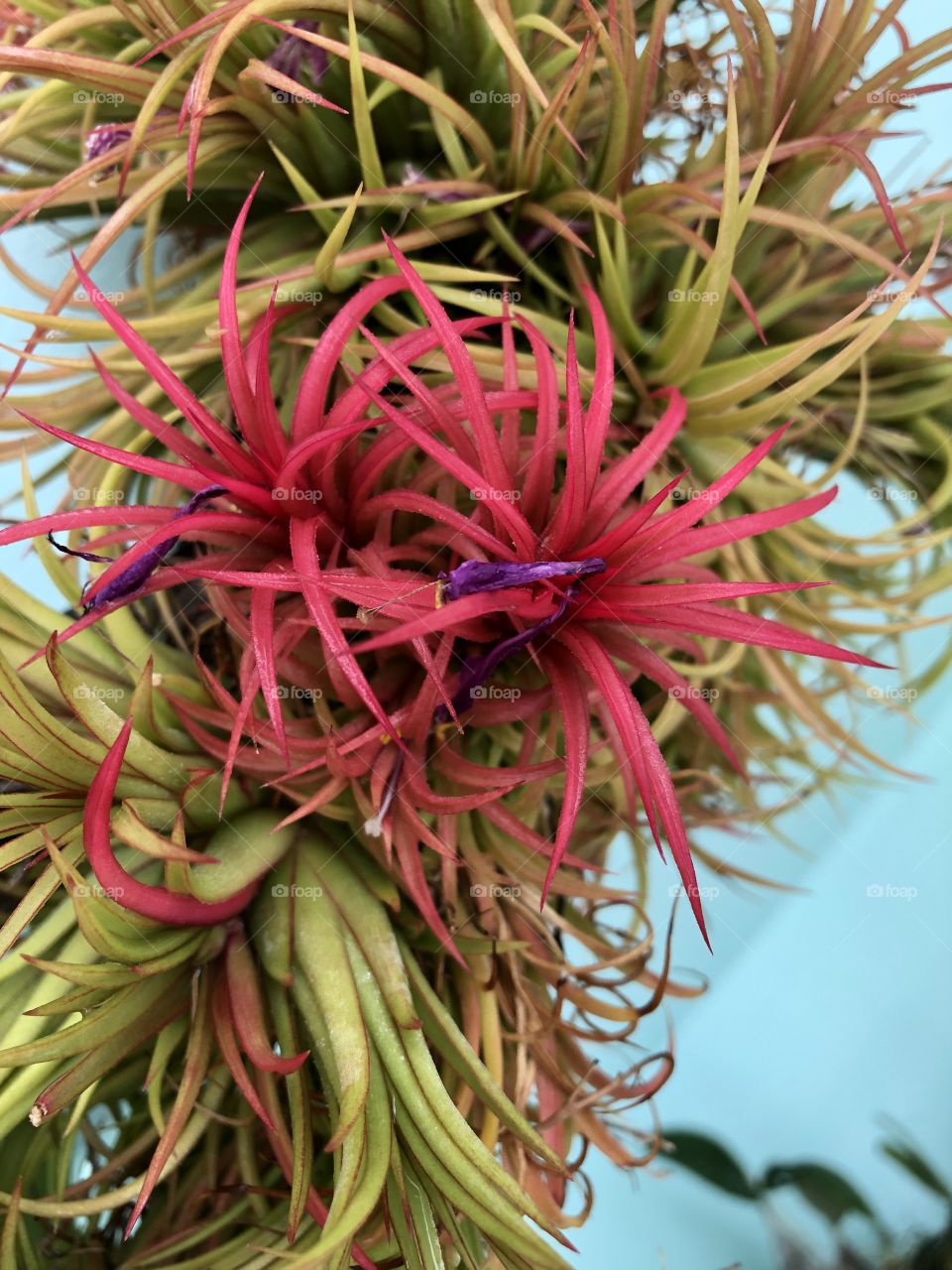 Air plant