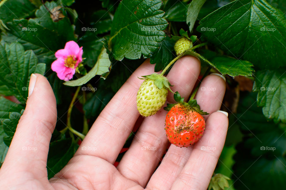 Holding colorful strawberry growing and ripening on plant with pink blossom in background 