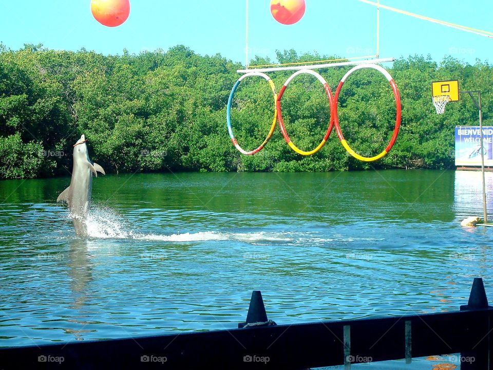 circles or playing rings for the dolphins.  dolphinarium in Varadero Cuba