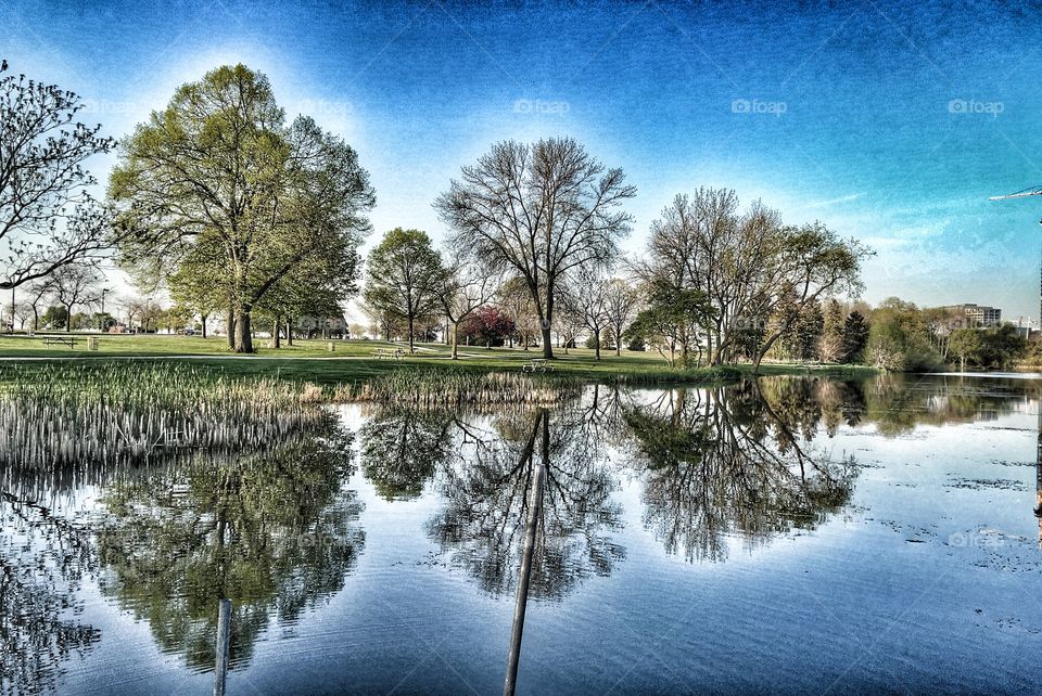 Trees reflecting on lake