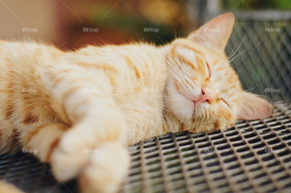 Orange cat resting on our outdoor table.