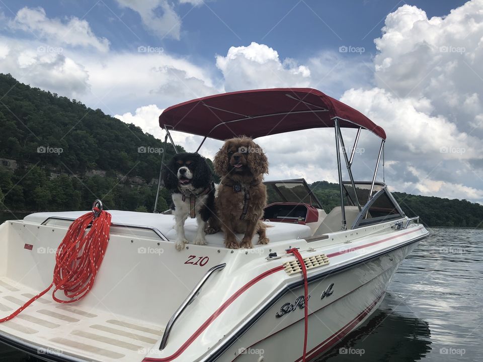 Two Cavalier King Charles Spaniels on a boat in Kentucky 