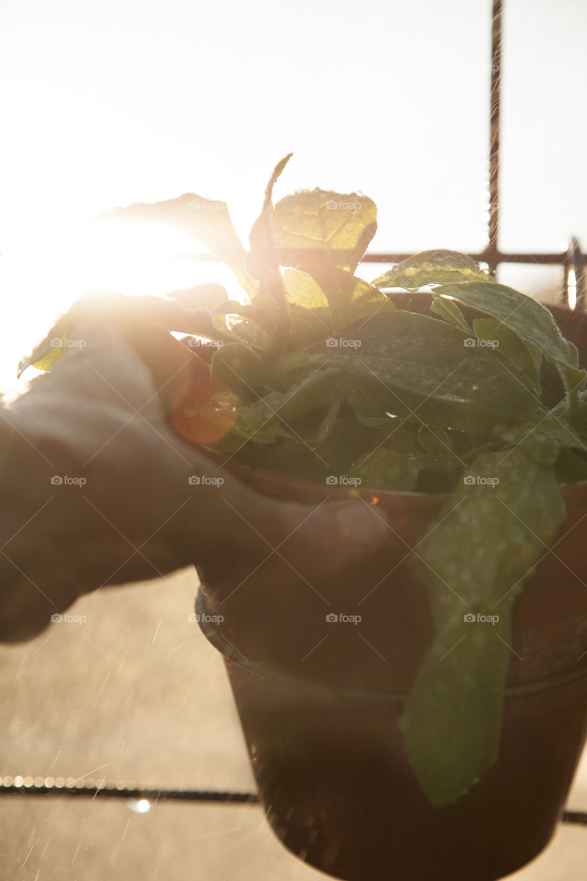 Gardening